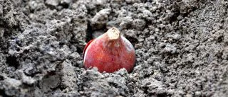 Digging Tulip Bulbs - Why Do This?