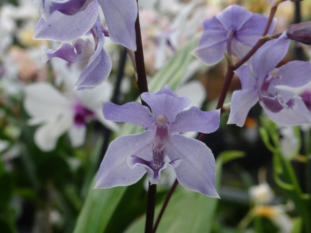Orchids In Spring - Practical Tips & Tricks For Care