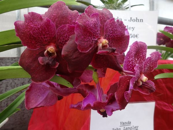 Orchids In Summer - Tips & Tricks For Care