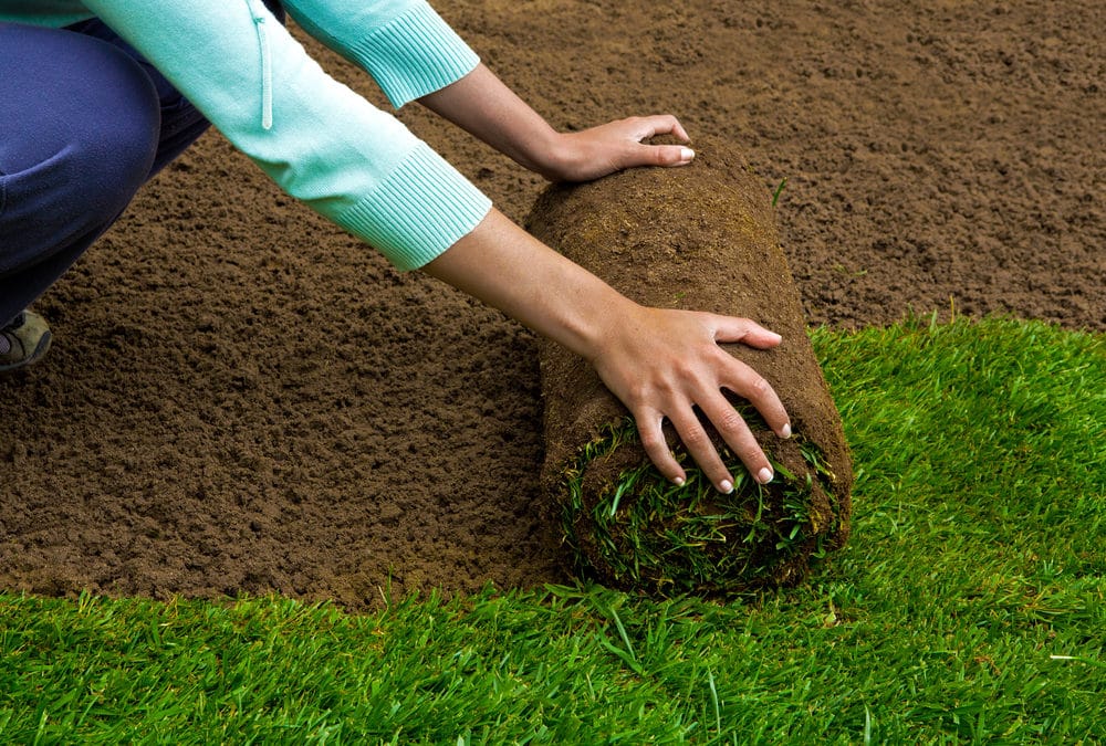 New Sod Turns Yellow Or Brown? What You Can Do