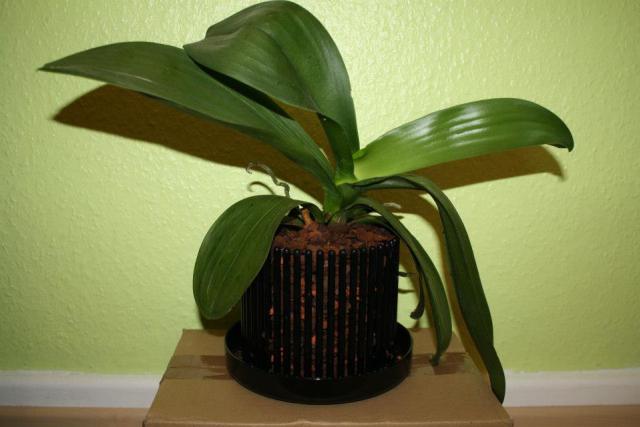 How Do You Repot An Orchid For Beginners?