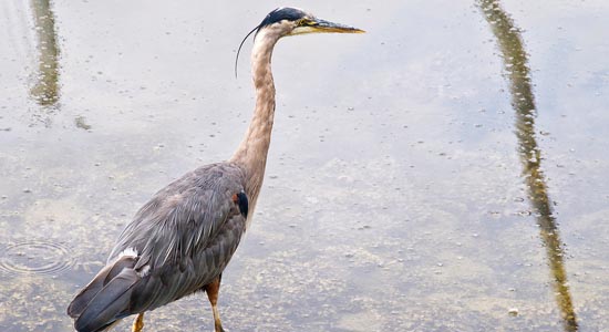 Herons At The Garden Pond: 7 Tips For Defense