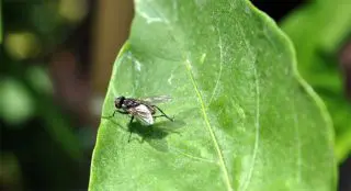 5 Simple Steps To Get Rid Of Flies From The Kitchen