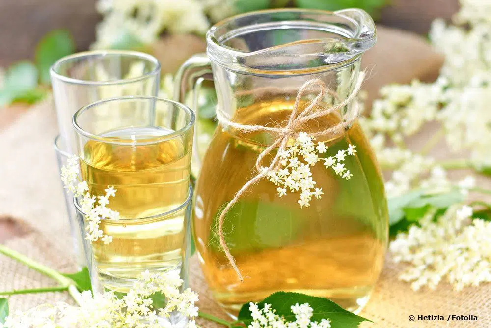 Make Your Own Elderflower Tea | Drying Elderflowers Properly
