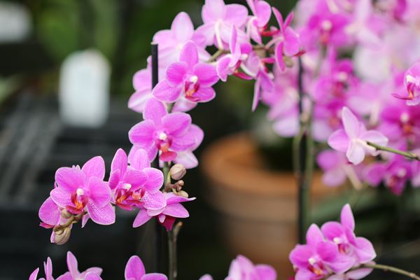 Watering Orchids: Tips & Tricks