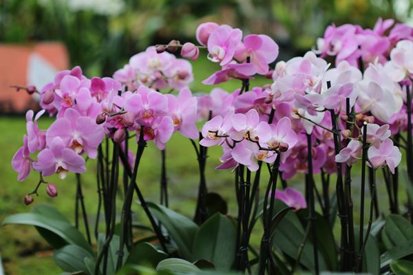Watering Orchids: Tips & Tricks