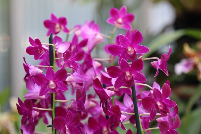Can You Use Orchid Fertilizer on Other Plants?