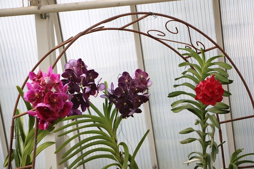 6 Tips For Lazy Flowering Orchids