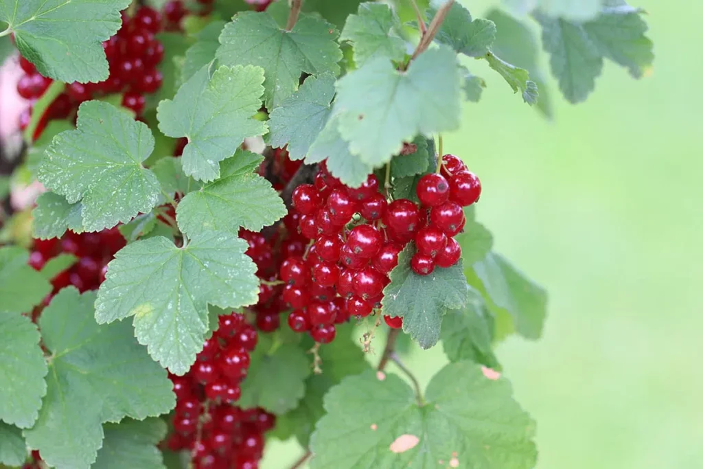 How Do You Prune Redcurrants In The Summer?