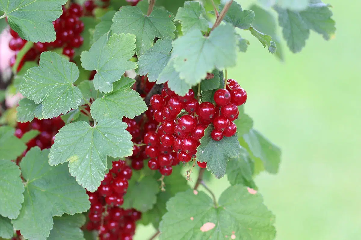 how-do-you-prune-redcurrants-in-the-summer-gardeninguru