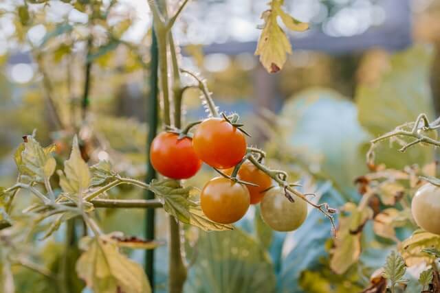 Can You Water Plants With Salt Water?