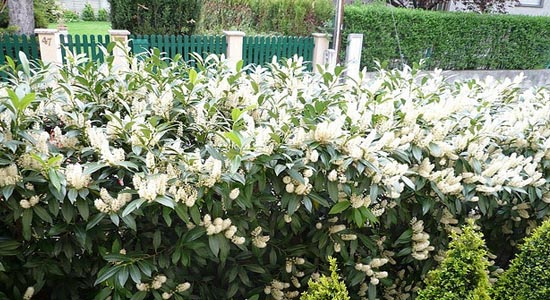 Pruning Cherry Laurel: Tips For Pruning A Cherry Laurel Hedge