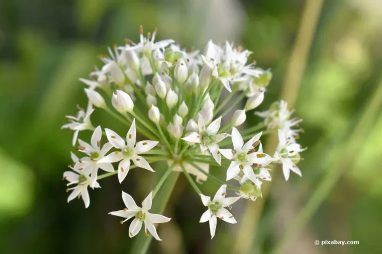 Garlic Flower: Can You Eat Garlic Flowering?