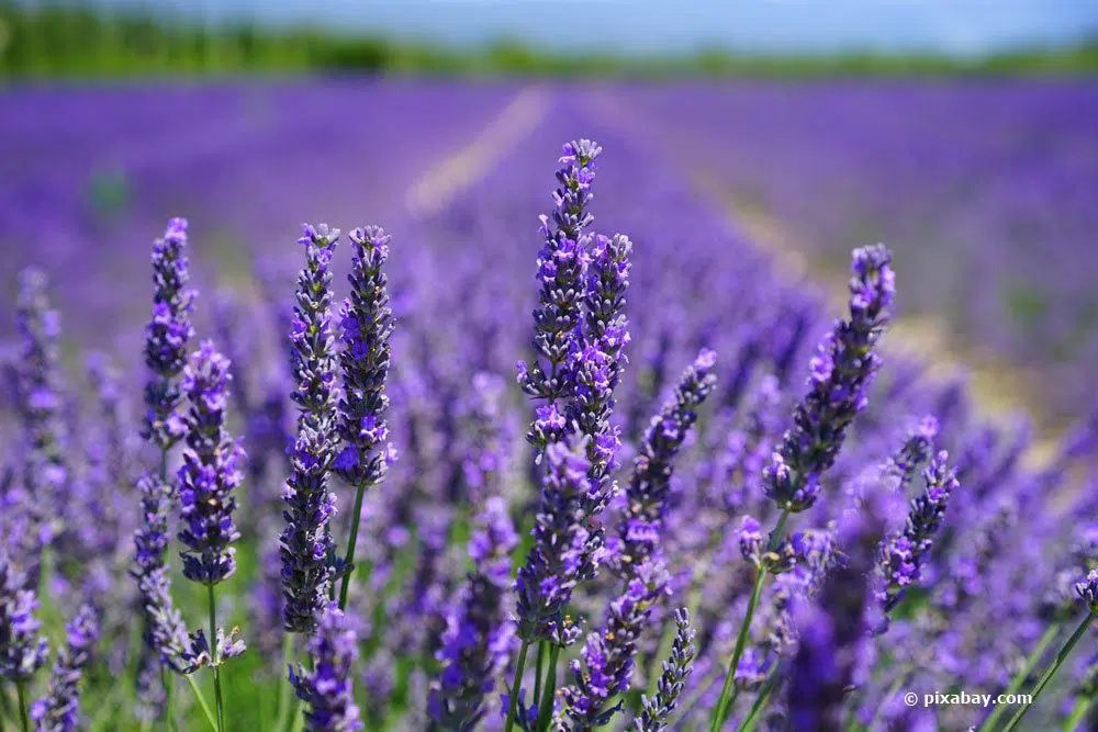 When And How Long Does Lavender Bloom?
