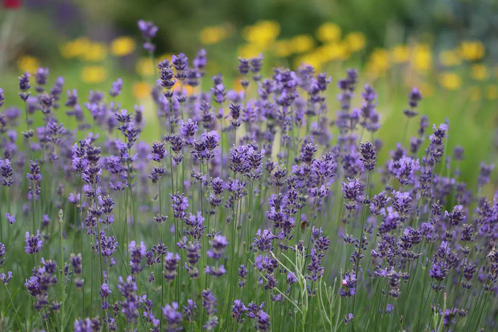 Planting Lavender: Planting Distance And Planting Time