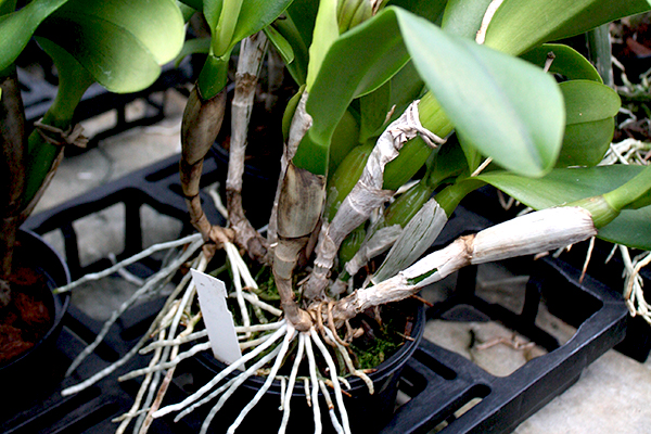 What To Do With Too Long Aerial Roots On Orchids