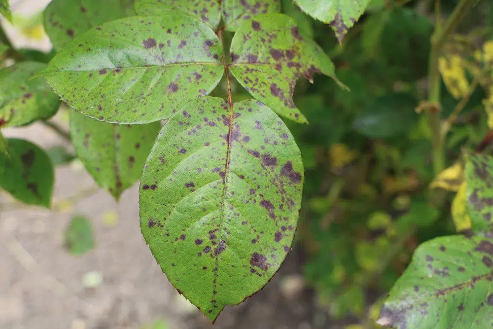 Apple Tree Sick? Yellow Leaves, Brown Spots, Loses Leaves - What To Do?