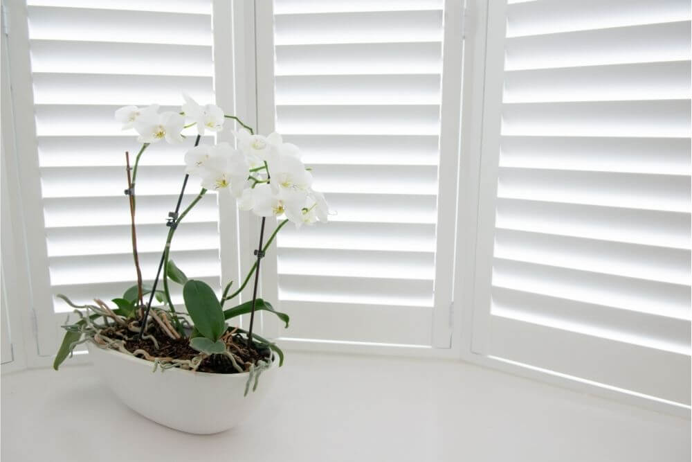 Do Orchids Need To Be At The Window?