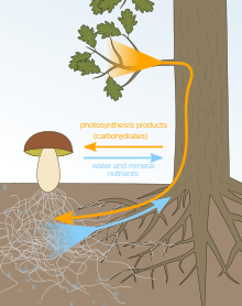 This Is How Plants Succeed With Mycorrhiza
