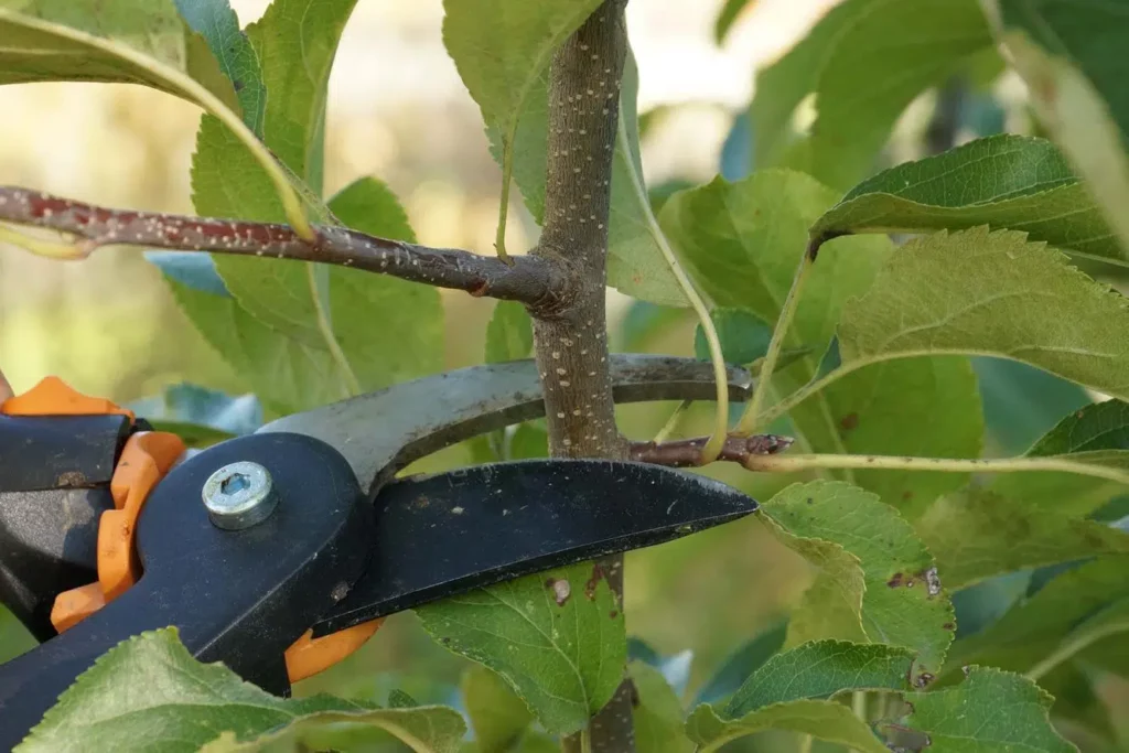 Pruning Fruit Trees In Summer: How To Do It