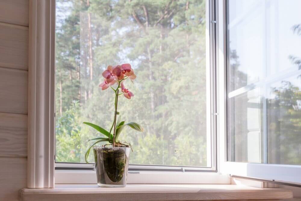 Do Orchids Need To Be At The Window?
