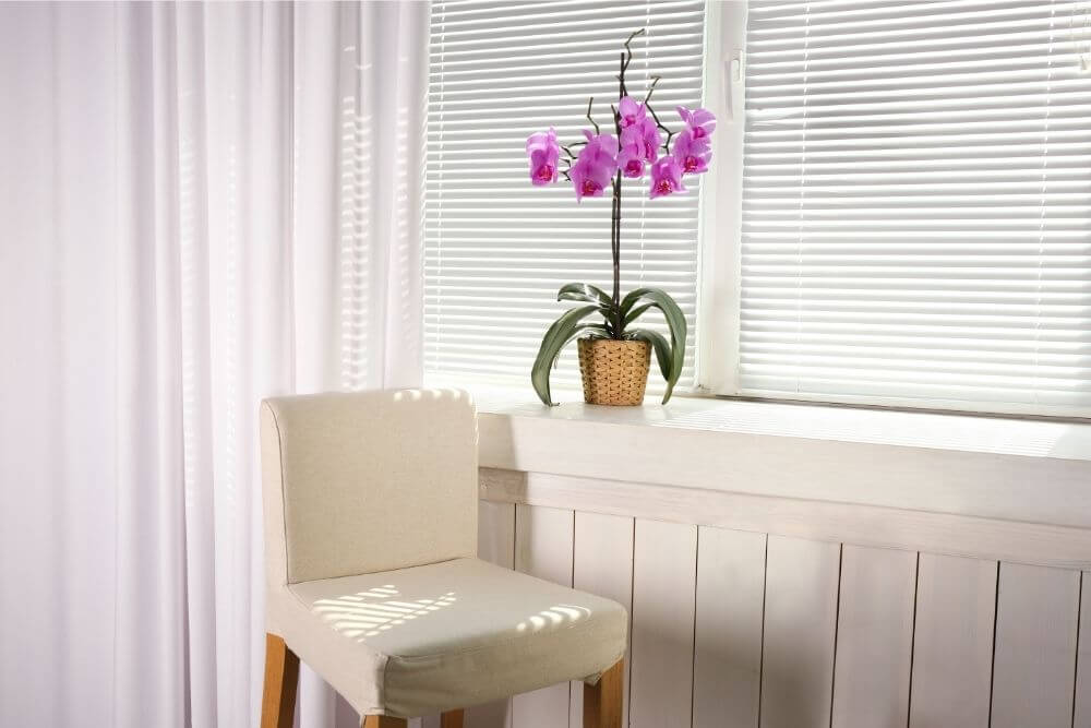 Can Orchids Stand Above The Heater?