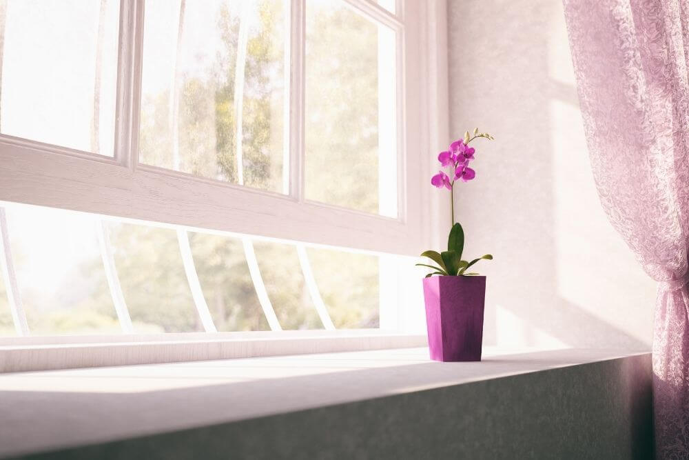 Do Orchids Need To Be At The Window?