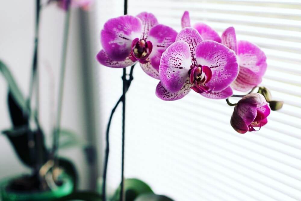 Do Orchids Need To Be At The Window?