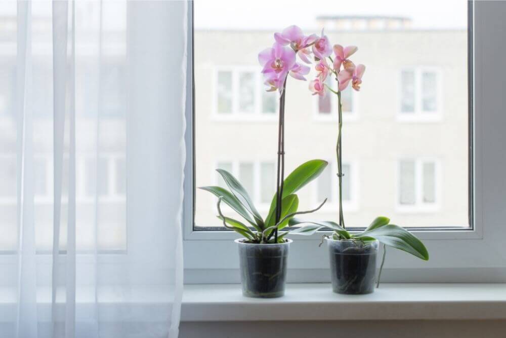 Can Orchids Stand Above The Heater?