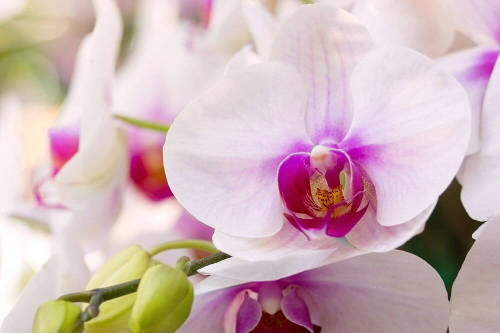 Can Orchids Stand Above The Heater?