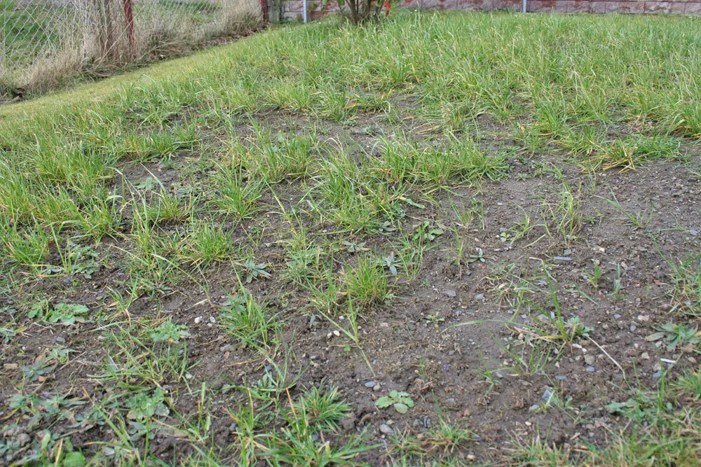 Should You Sprinkle Grass Seed On Lawn To Reseed It?
