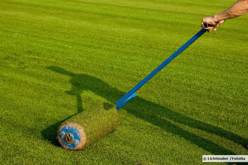 Laying Lawn: Should You Sow Lawn Seed Without Roller?