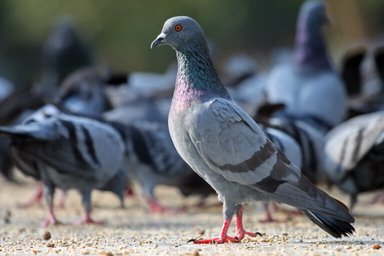 7 Tips How To Get Rid Of Pigeons From The Balcony