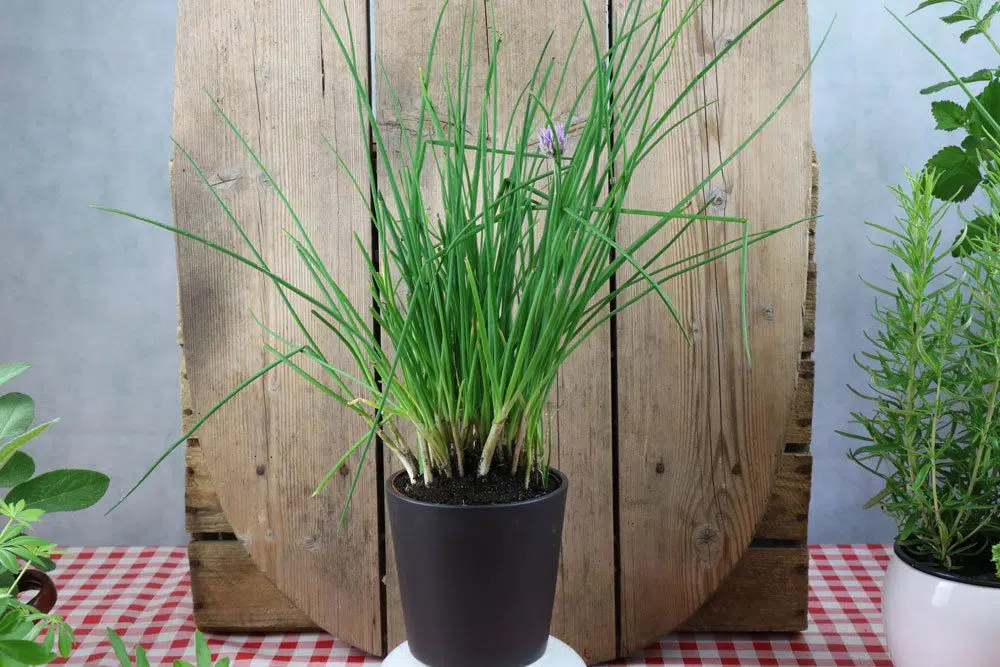 Sowing Chives In A Pot: This Is How To Care For Them In The Apartment ...