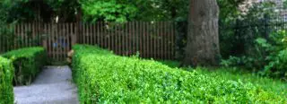 How Best To Care For Thuja Hedge