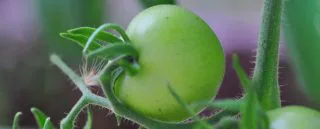 Do Tomato Leaves Help Against Mosquitoes