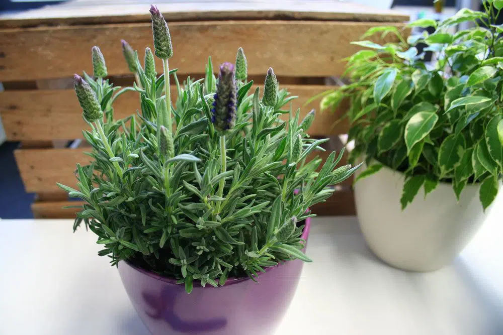 How Do You Transplant Lavender Successfully?