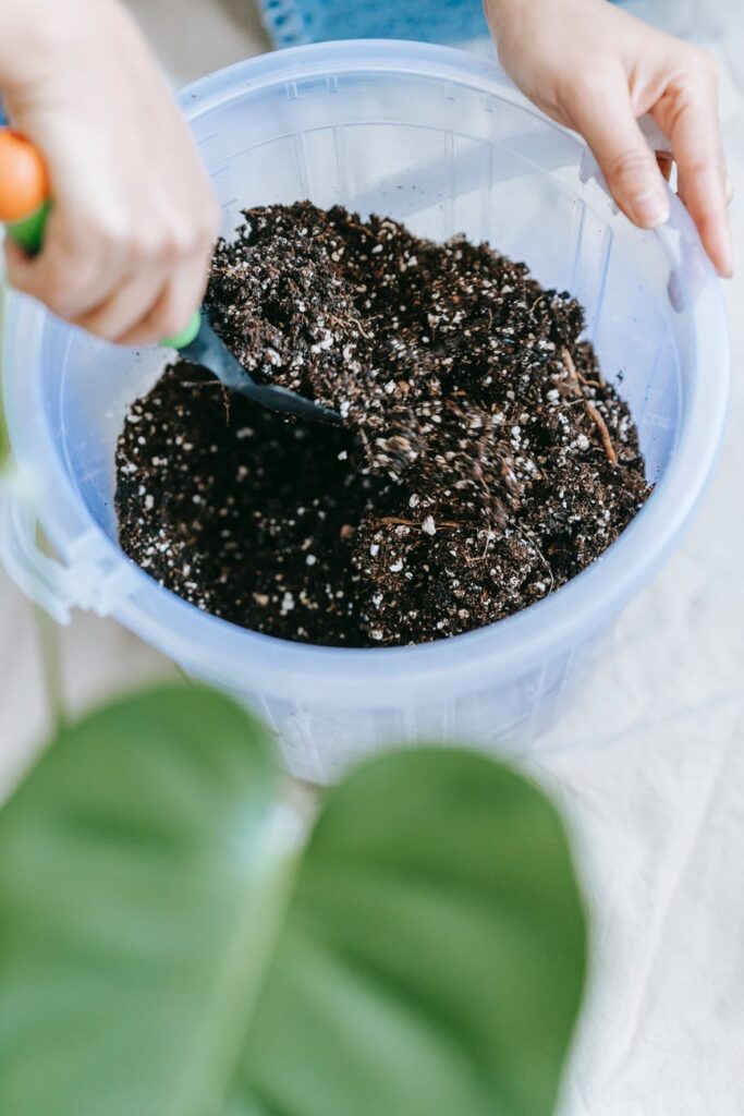 How Deep Do The Roots Of Palm Trees Go?