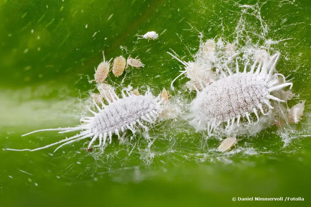 Mealybugs On Orchids: Where Do They Come From? How To Fight?