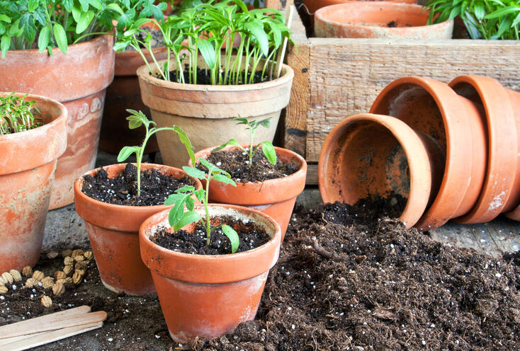 What's The Right Potting Soil For Your Plants
