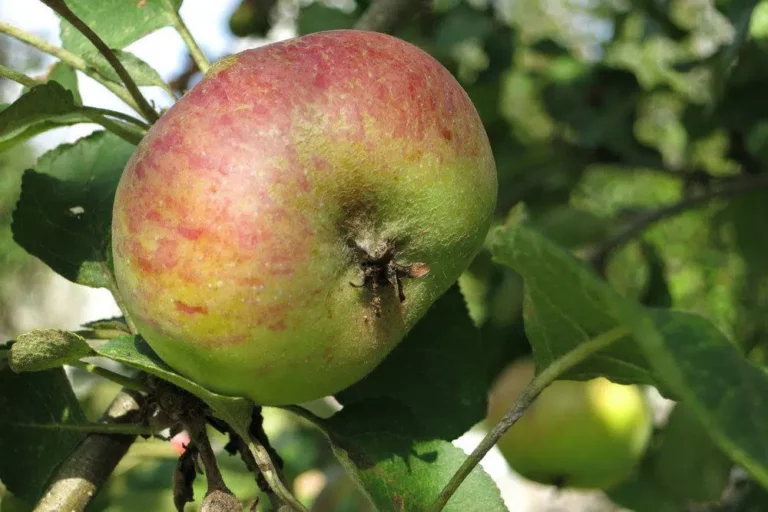 Apple Tree Sick? Yellow Leaves, Brown Spots, Loses Leaves – What To Do?