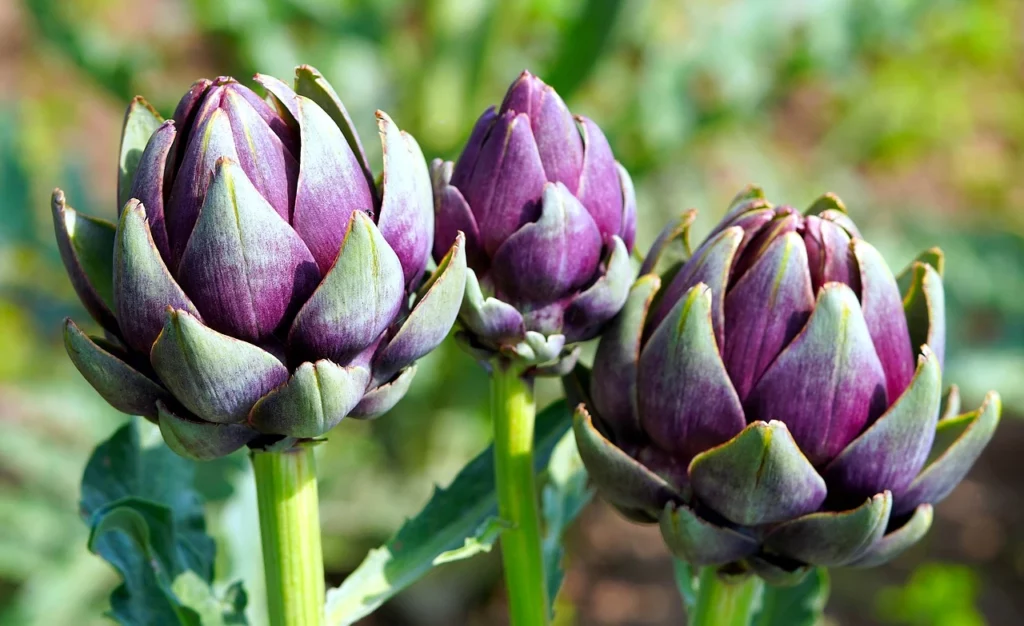How To Plant, Care & Harvest Artichokes