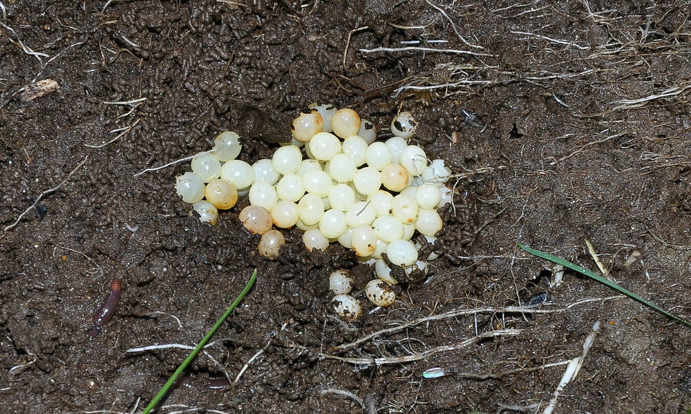 Snail Eggs In The Garden: How To Find? How To Remove?