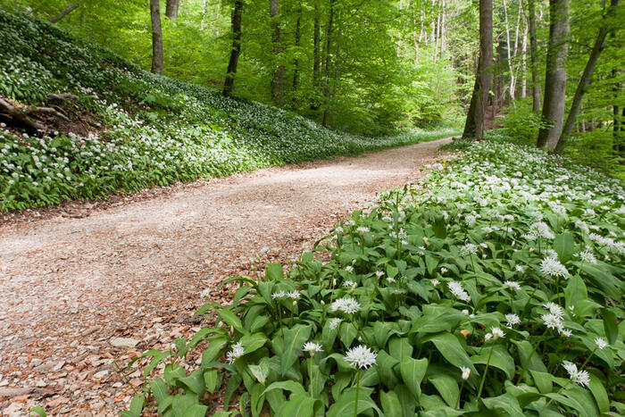 How Do You Harvest Wild Garlic?