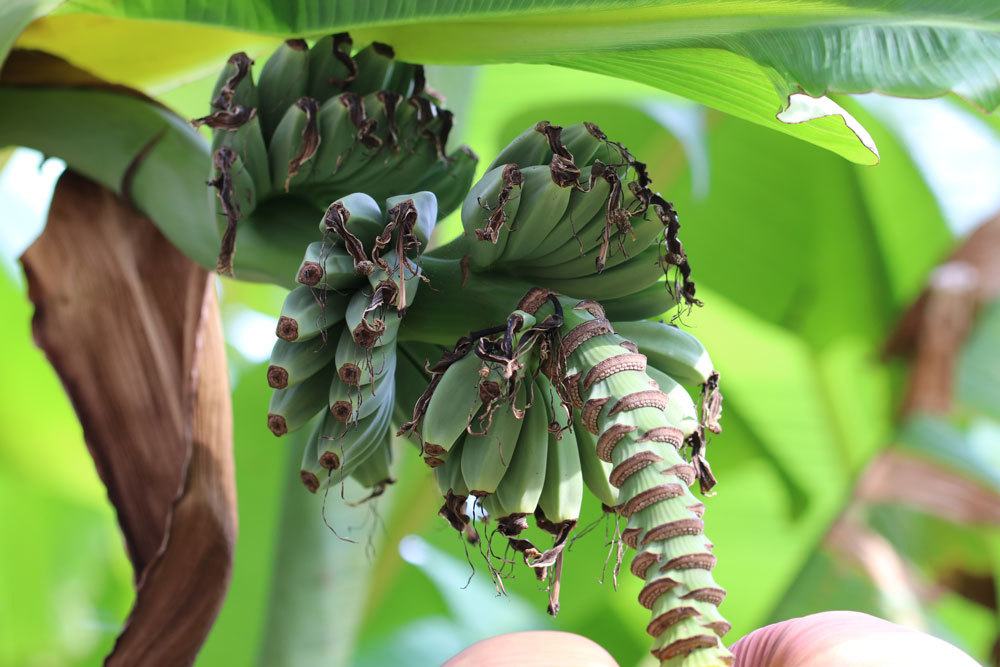 Banana Tree With Flowers And Fruits: What To Do?