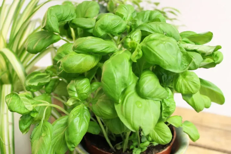 Why Does My Basil Gets Brown Leaves