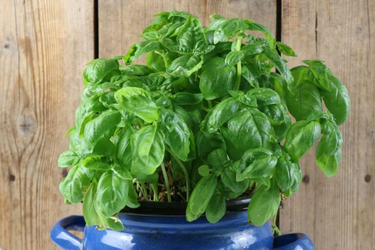 What Soil Is Ideal For Basil?