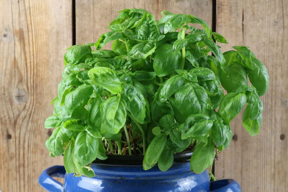 The Best Place For Basil In A Pot