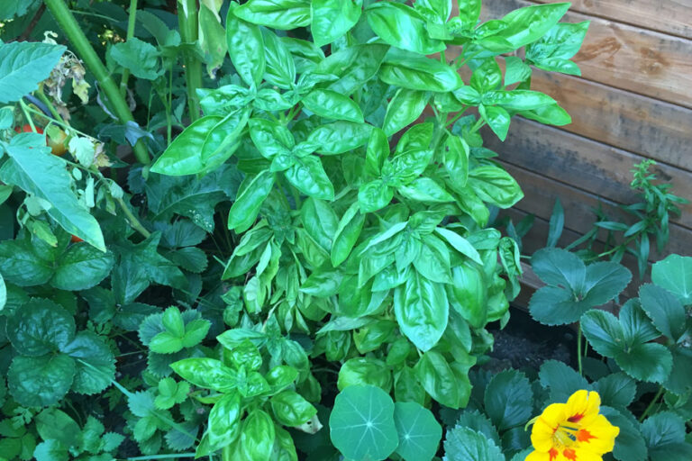 Repot Basil Or Set Out In The Bed?