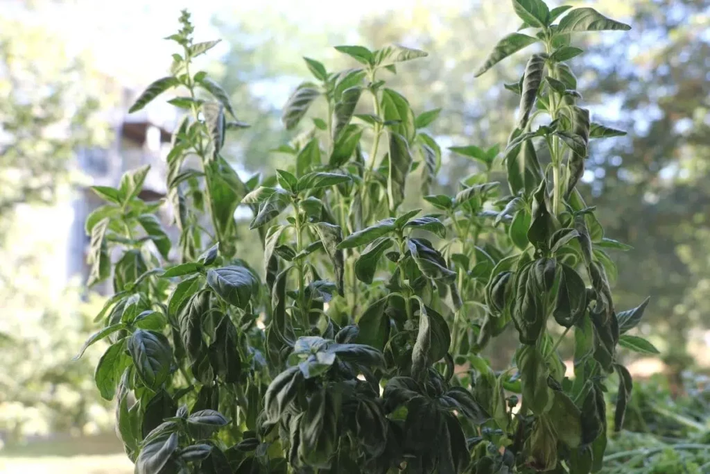 The Ideal Temperature For Basil